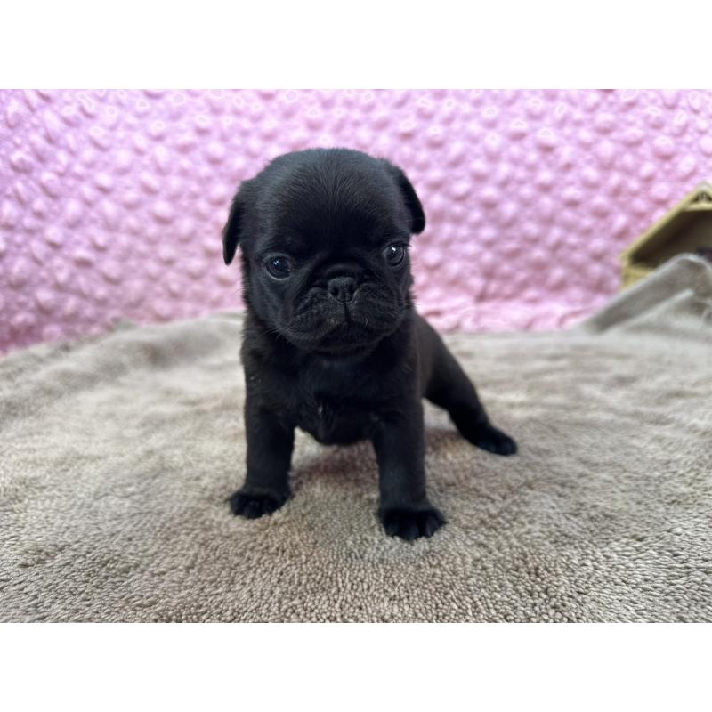 販売中の茨城県のパグ-449925の12枚目