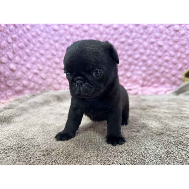 販売中の茨城県のパグ-449925の11枚目