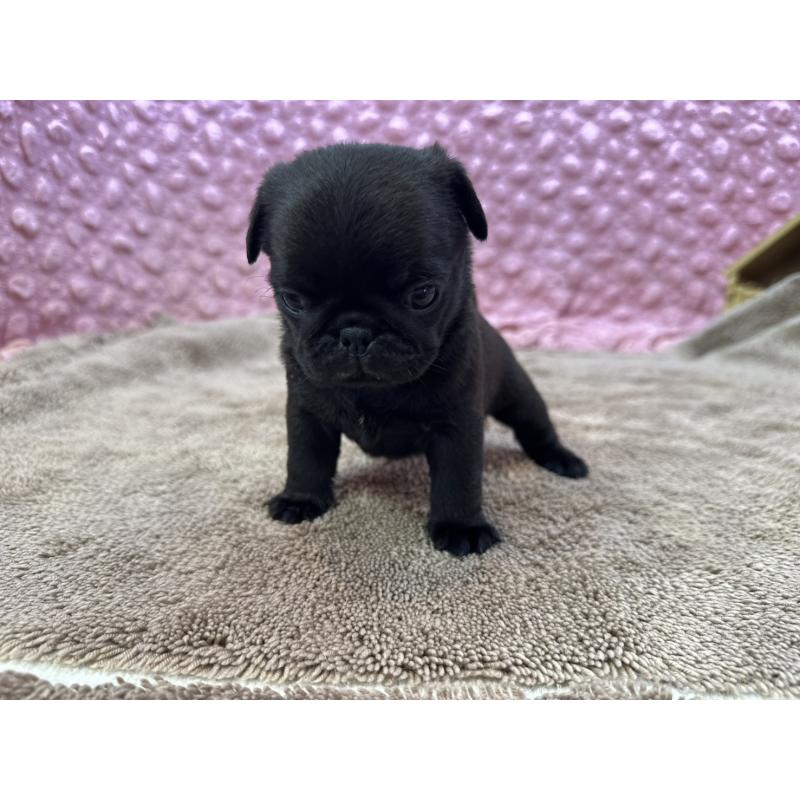 販売中の茨城県のパグ-449925の9枚目