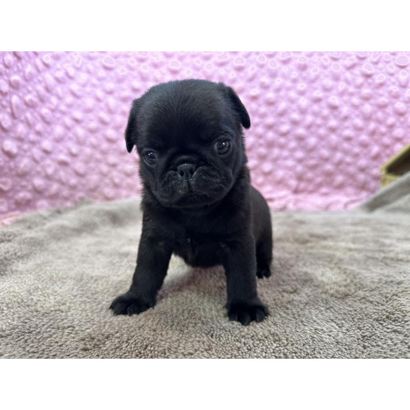 販売中の茨城県のパグ-449925の8枚目