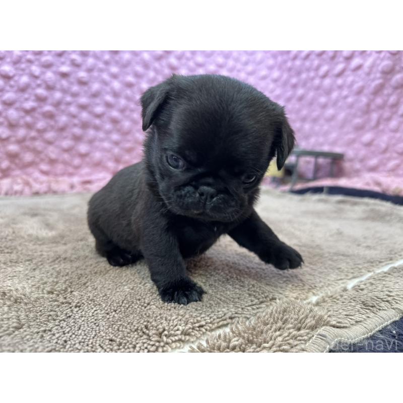 販売中の茨城県のパグ-449925の7枚目