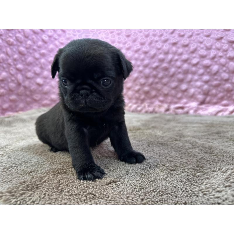 販売中の茨城県のパグ-449925の6枚目