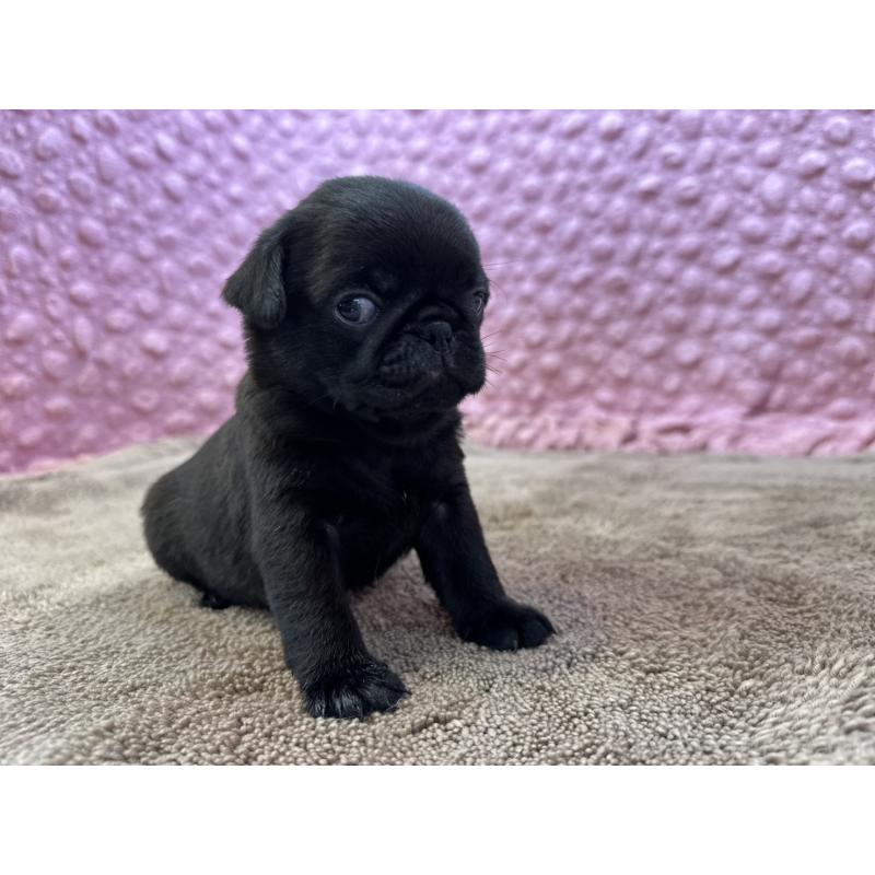 販売中の茨城県のパグ-449925の5枚目