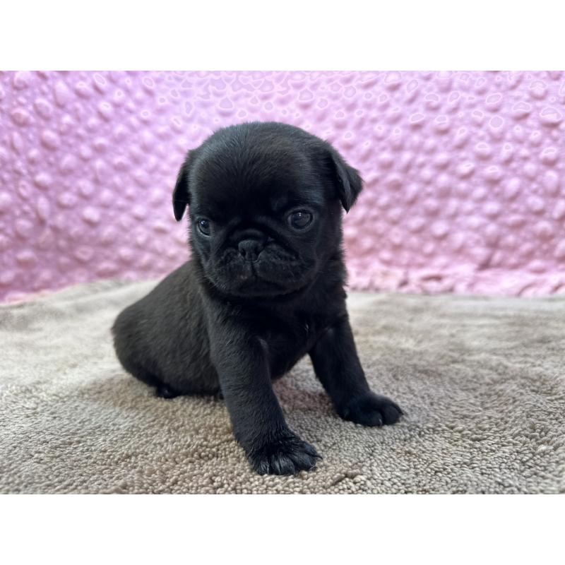 販売中の茨城県のパグ-449925の4枚目