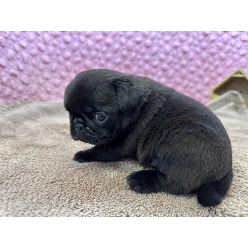 販売中の茨城県のパグ-449925の3枚目