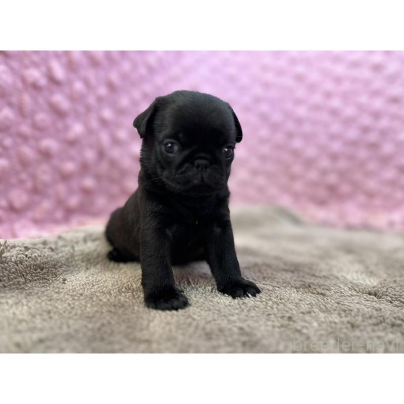 販売中の茨城県のパグ-449925の2枚目