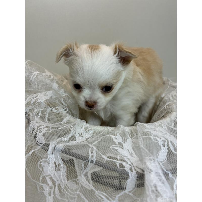 販売中の北海道のチワワ(ロングコート)-449931の3枚目