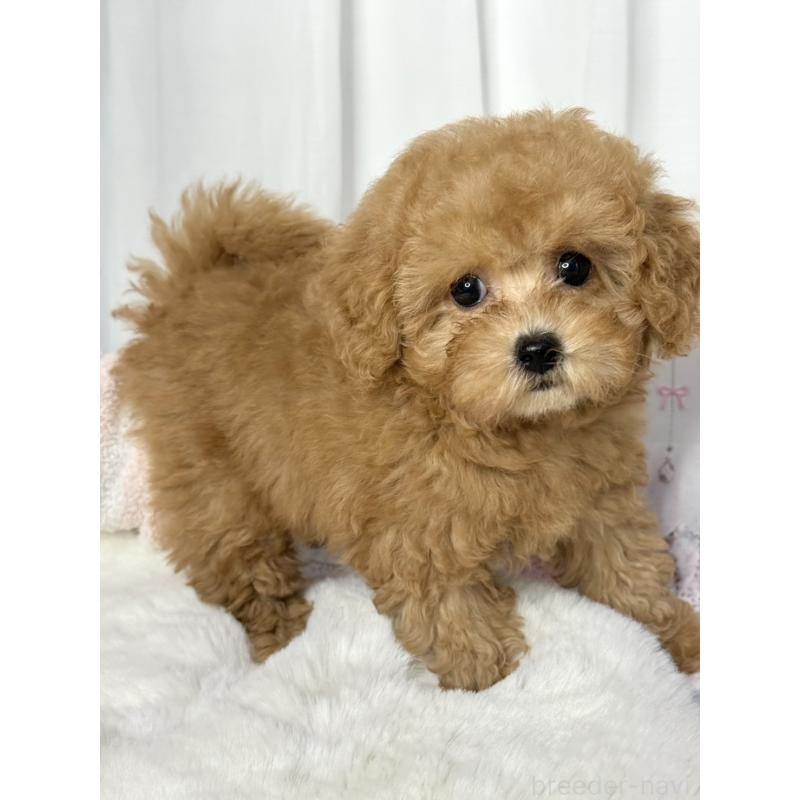 販売中ののトイプードル-449927