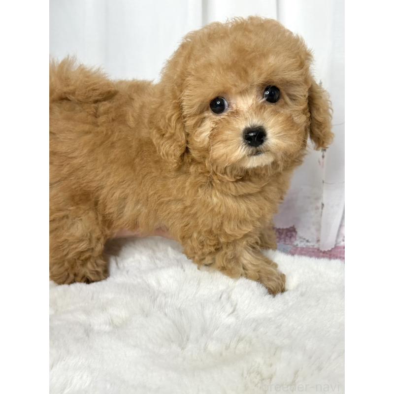 販売中の大阪府のトイプードル-449927の6枚目