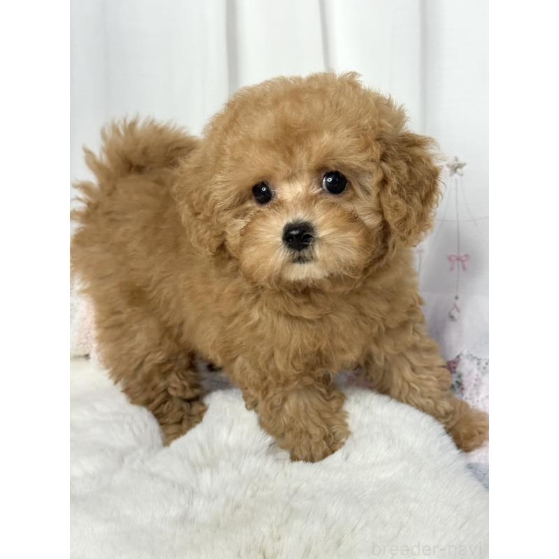 販売中の大阪府のトイプードル-449927の5枚目