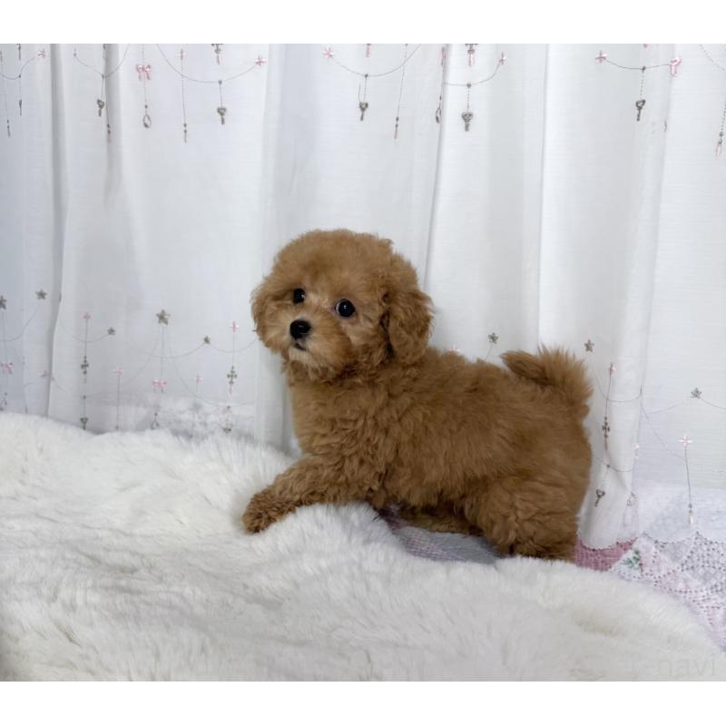 販売中の大阪府のトイプードル-449927の4枚目