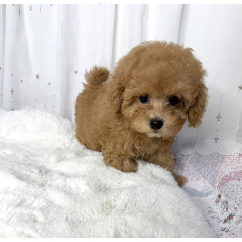 販売中の大阪府のトイプードル-449927の2枚目