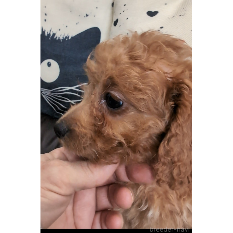 販売中の岡山県のミニチュアプードル-449928の1枚目