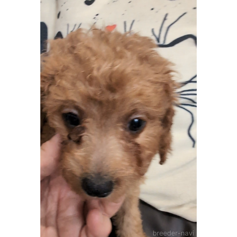 販売中の岡山県のミニチュアプードル-449928の2枚目