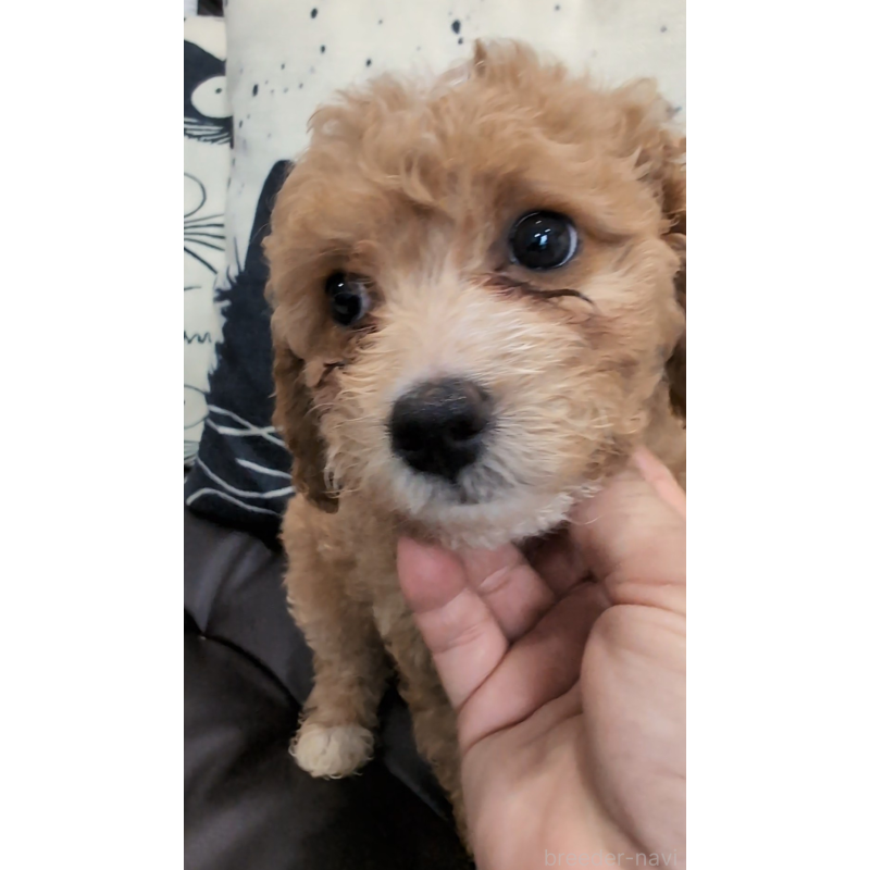 販売中の岡山県のミニチュアプードル-447330