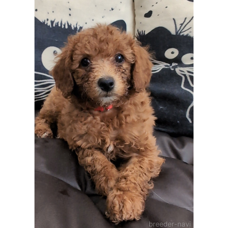 販売中の岡山県のミニチュアプードル-449926