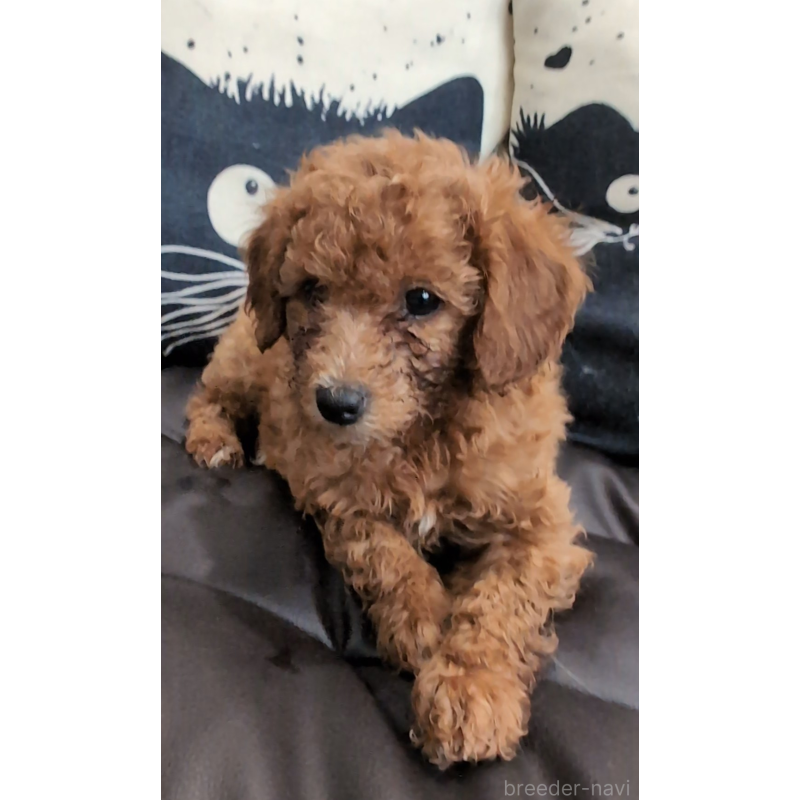 販売中の岡山県のミニチュアプードル-449926の3枚目