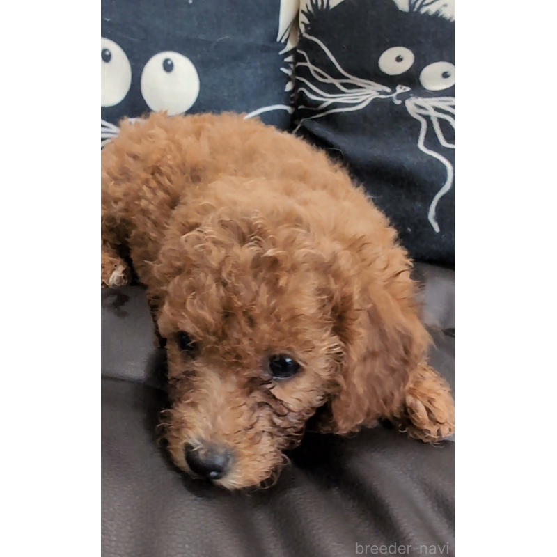 販売中の岡山県のミニチュアプードル-449926の2枚目