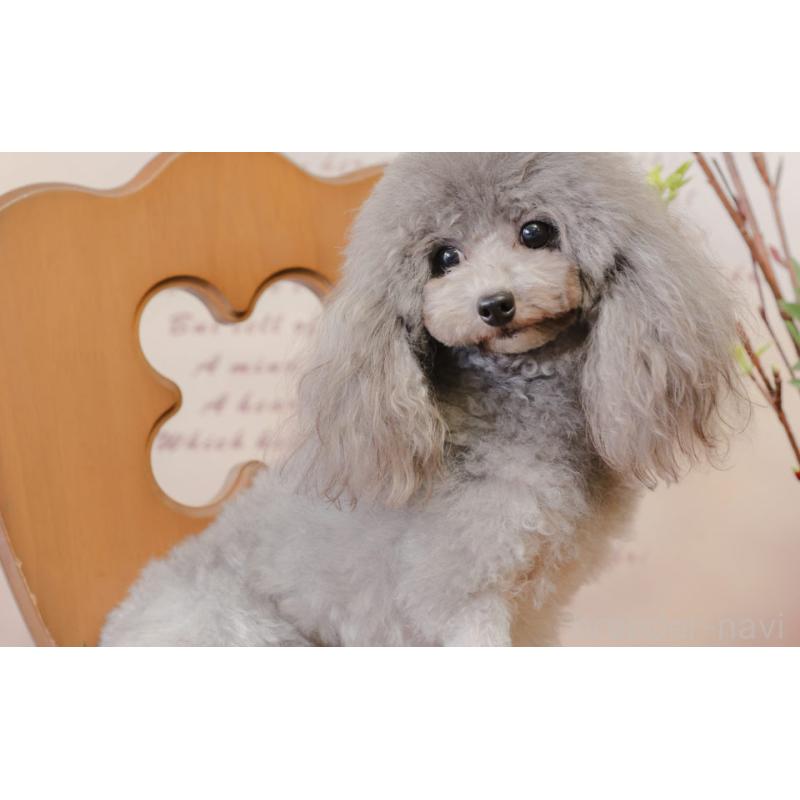 キッドくん1枚目