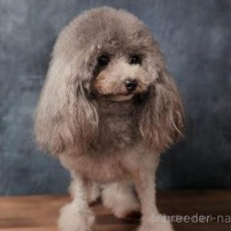 キッドくん1枚目