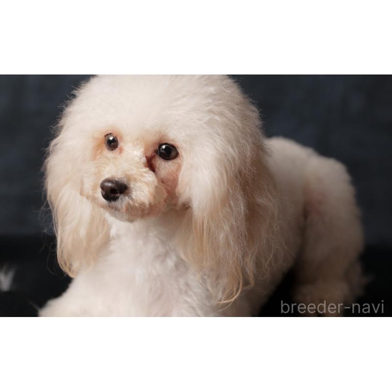 まりもちゃん1枚目