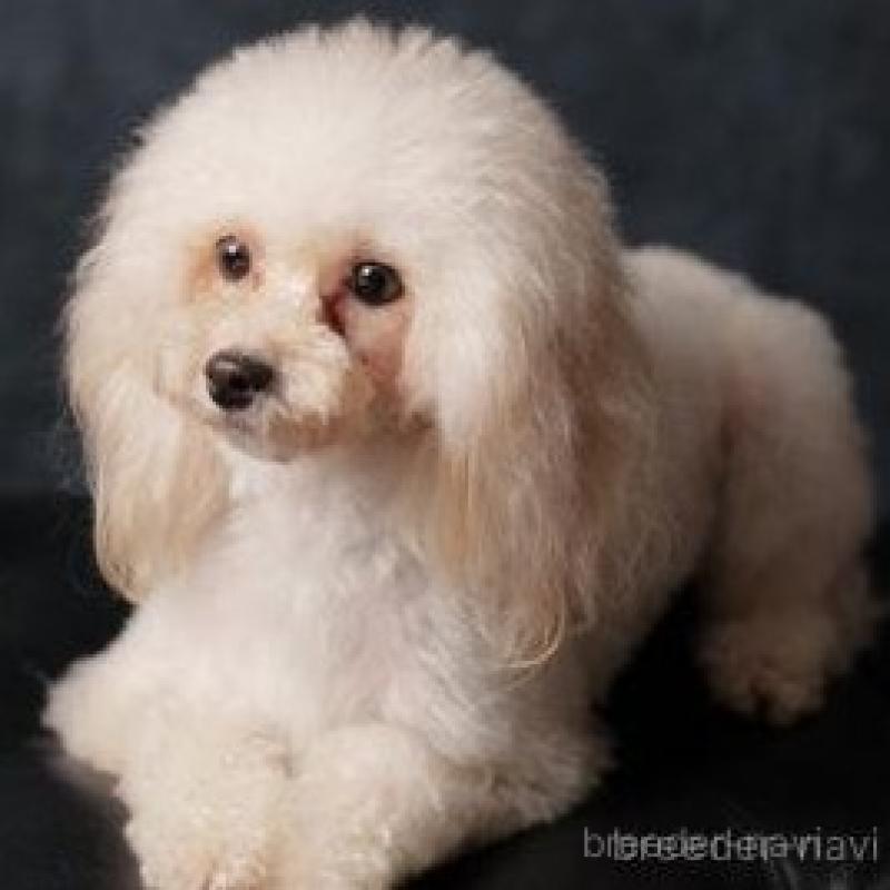 まりもちゃん1枚目