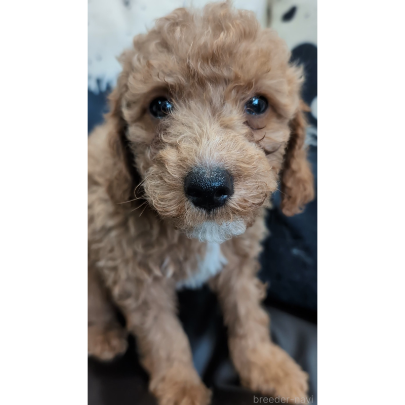 販売中の岡山県のミニチュアプードル-449929