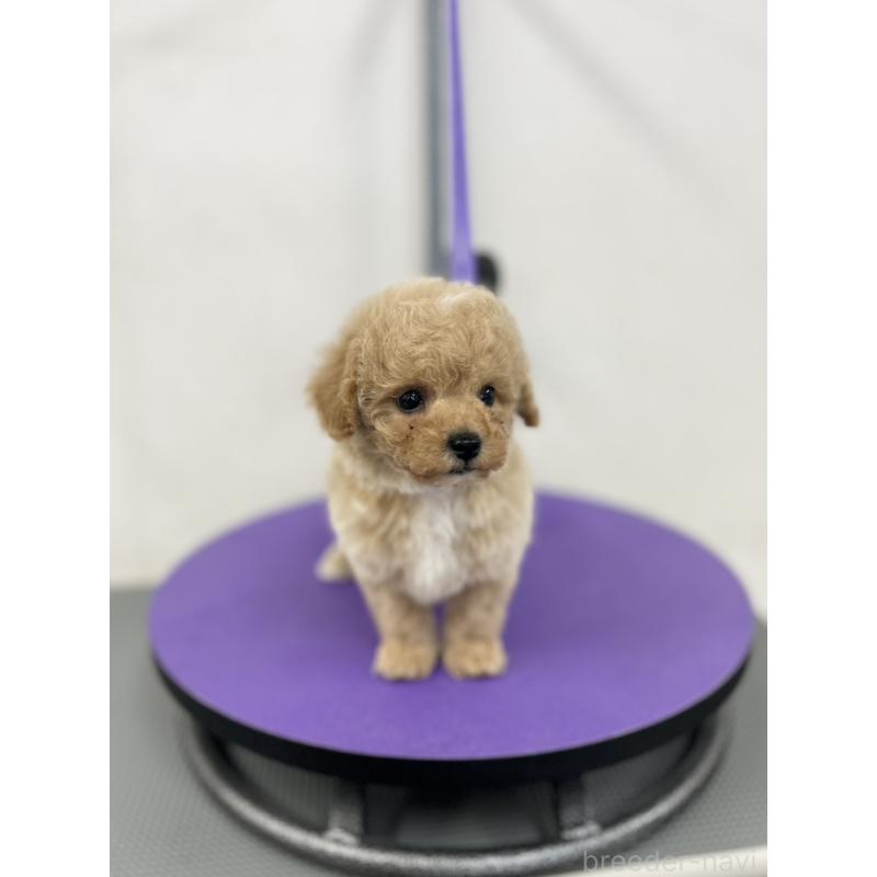 販売中の石川県のビションプー:ビションフリーゼ×トイプードル-449930の1枚目