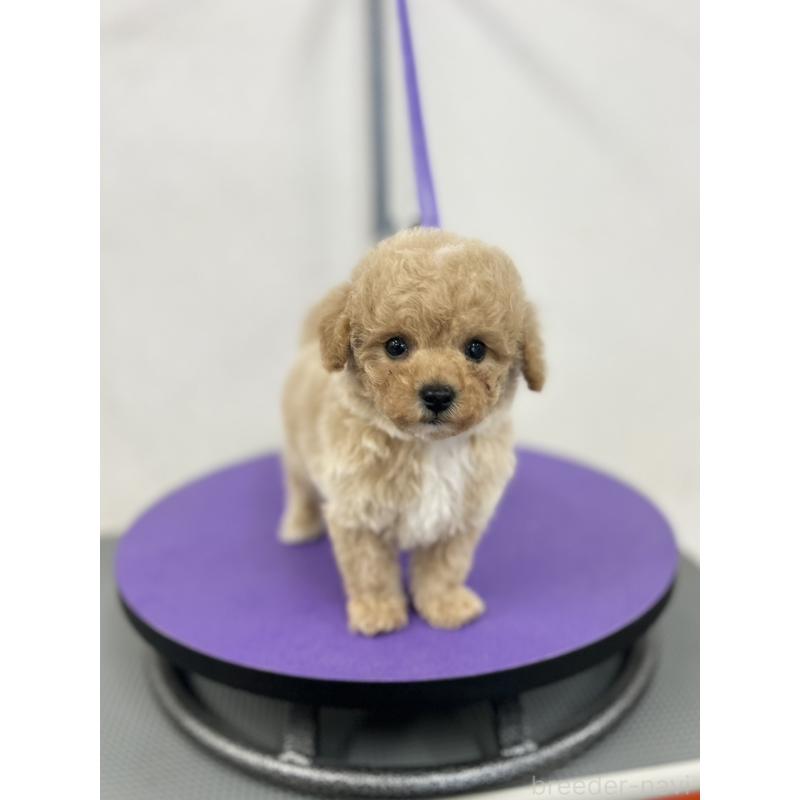 販売中の石川県のビションプー:ビションフリーゼ×トイプードル-449930の5枚目