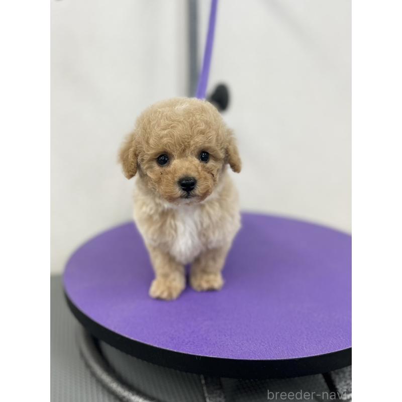 販売中の石川県のビションプー:ビションフリーゼ×トイプードル-449930の4枚目