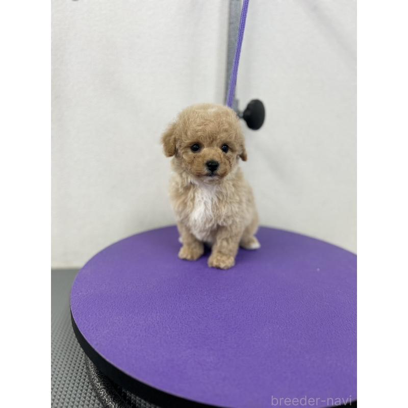 販売中の石川県のビションプー:ビションフリーゼ×トイプードル-449930の3枚目