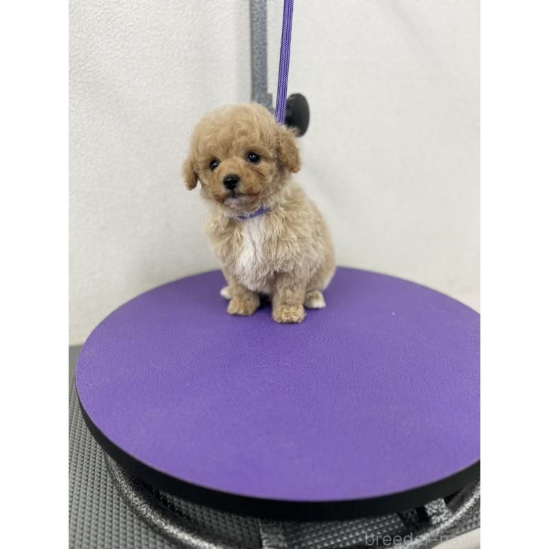 販売中の石川県のビションプー:ビションフリーゼ×トイプードル-449930の2枚目