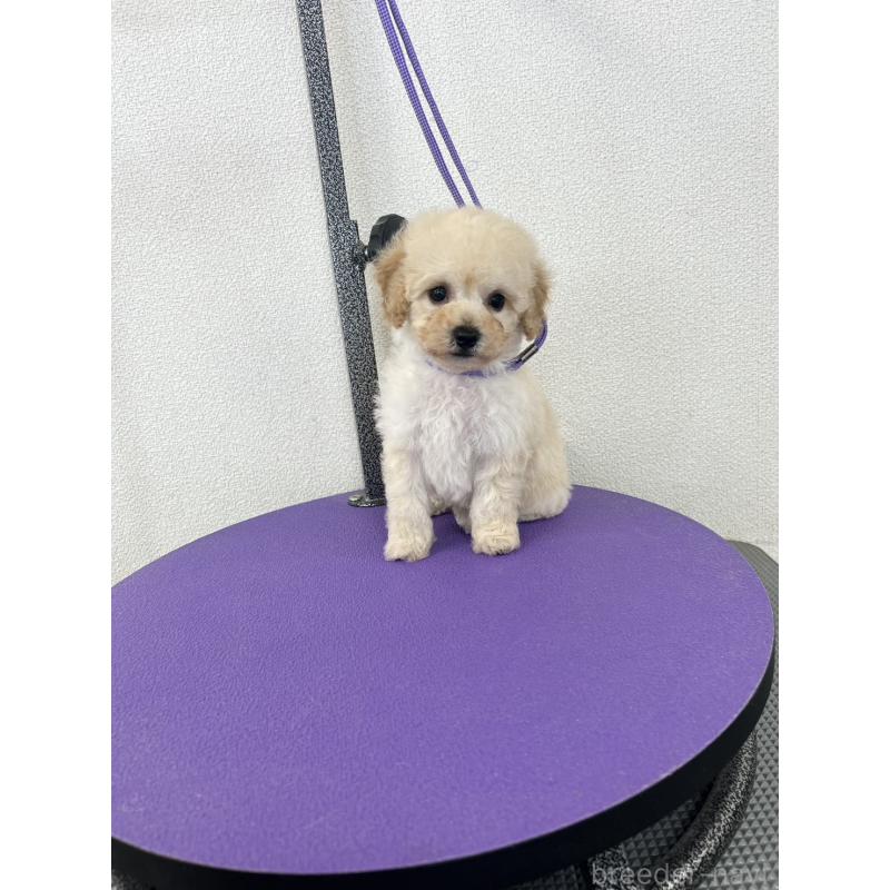 販売中の石川県のビションプー:ビションフリーゼ×トイプードル-449932の4枚目