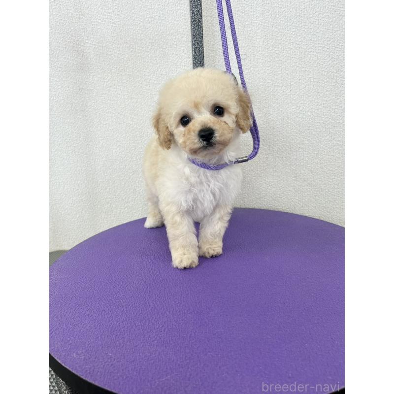 販売中の石川県のビションプー:ビションフリーゼ×トイプードル-449932