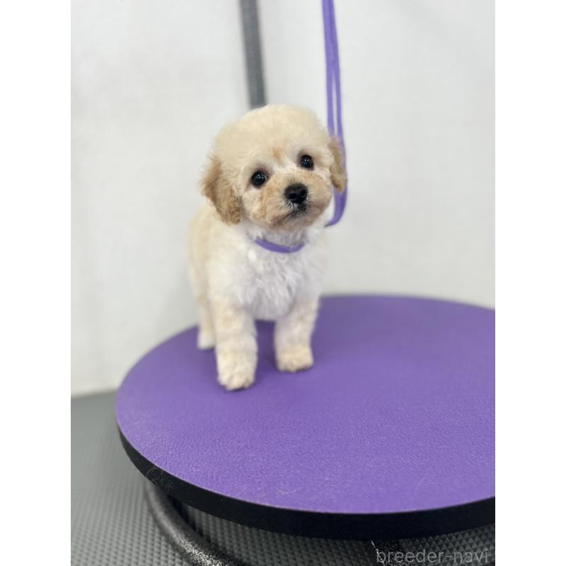 販売中の石川県のビションプー:ビションフリーゼ×トイプードル-449932の3枚目