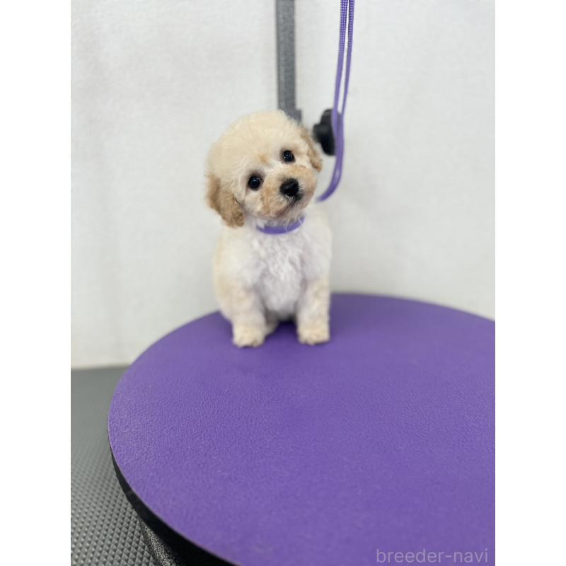 販売中の石川県のビションプー:ビションフリーゼ×トイプードル-449932の2枚目