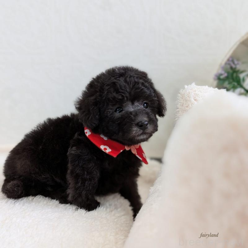 販売中の宮城県のタイニープードル-449934の8枚目