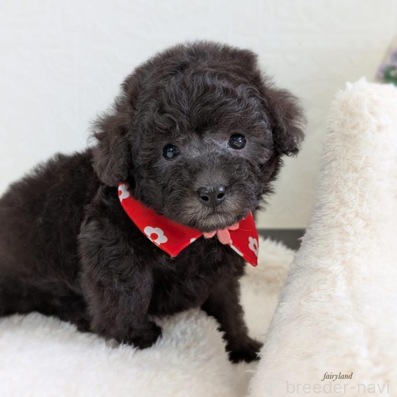 販売中の宮城県のタイニープードル-449934の7枚目