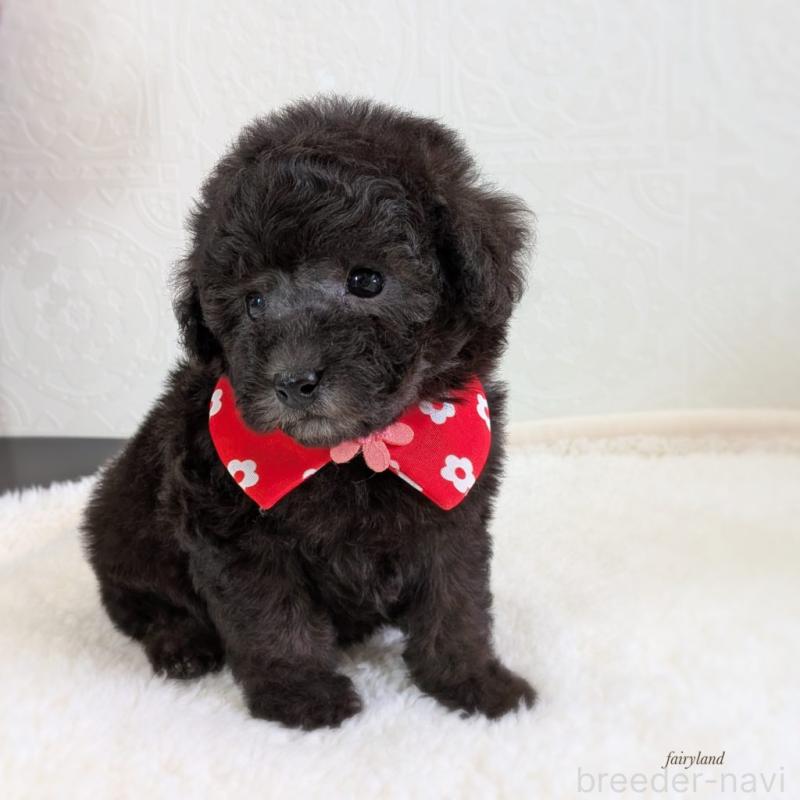 販売中の宮城県のタイニープードル-449934の6枚目