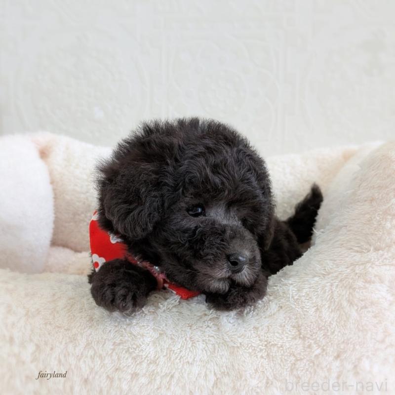 販売中の宮城県のタイニープードル-449934の4枚目