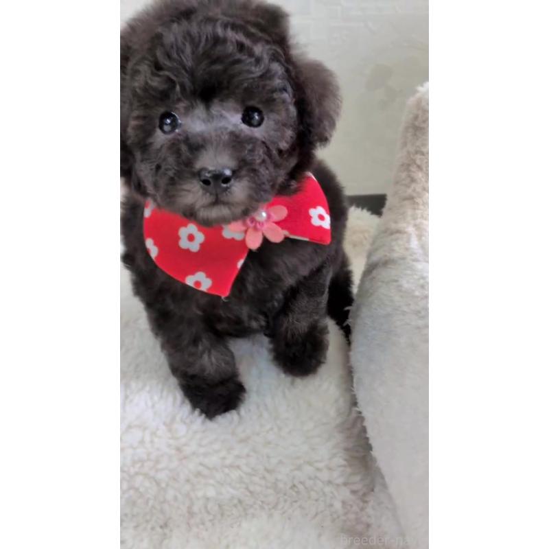 販売中の宮城県のタイニープードル-449934の3枚目