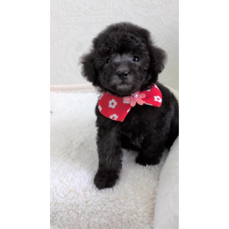 販売中の宮城県のタイニープードル-449934の2枚目