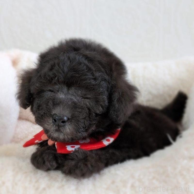 販売中の宮城県のタイニープードル-449934