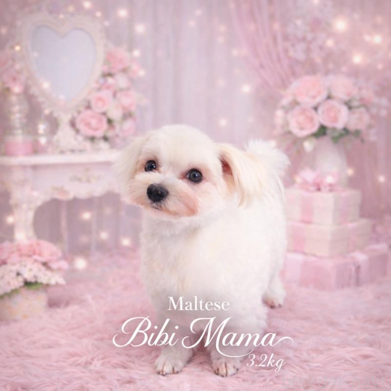 ビビちゃん1枚目