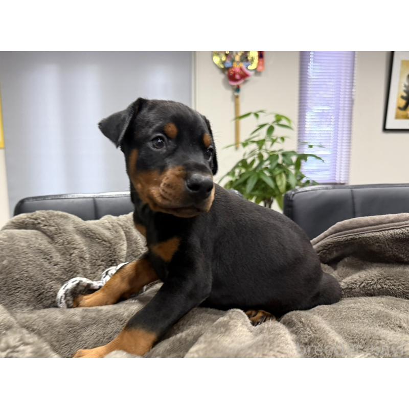 販売中の茨城県のドーベルマン-449935の5枚目