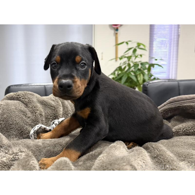 販売中の茨城県のドーベルマン-449935の4枚目