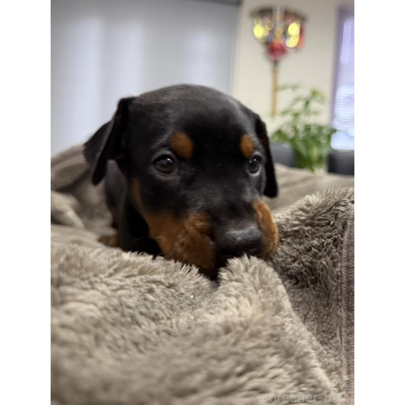 販売中の茨城県のドーベルマン-449935の3枚目