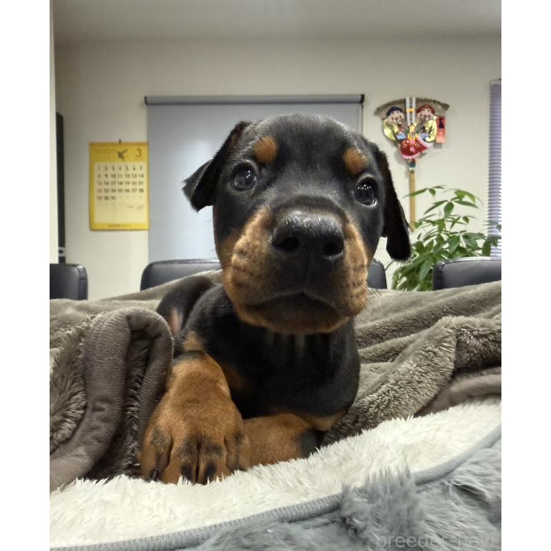 販売中の茨城県のドーベルマン-449935