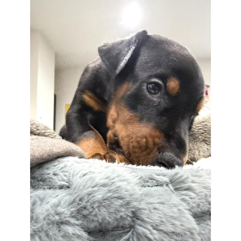 販売中の茨城県のドーベルマン-449935の2枚目