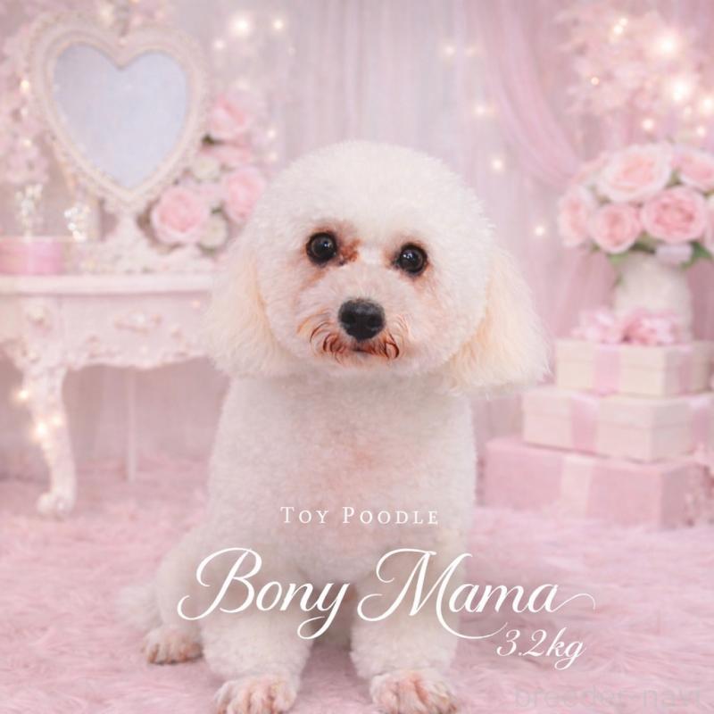 ボニーちゃん1枚目